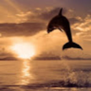 Meet your Posher, Olga